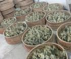 盧龍、撫寧、邯鄲及武安地區鵝苗供應與價格分析